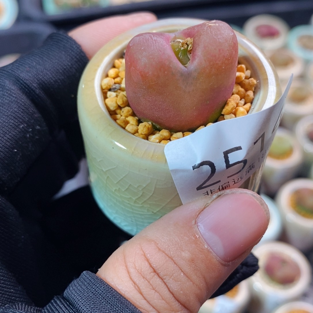 2514-一物一拍带盆