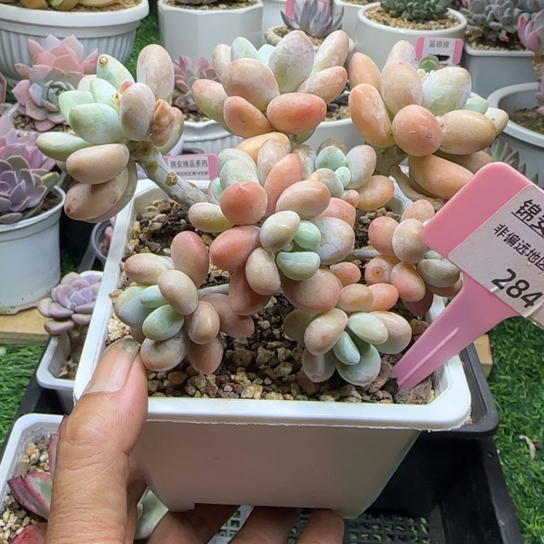 锦安精品多肉植物284