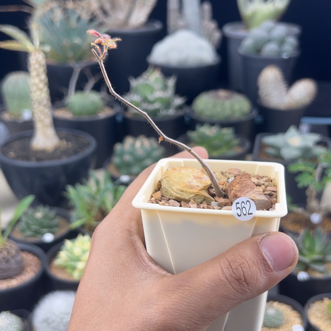 乔***尼滔天橄榄实生一物一拍