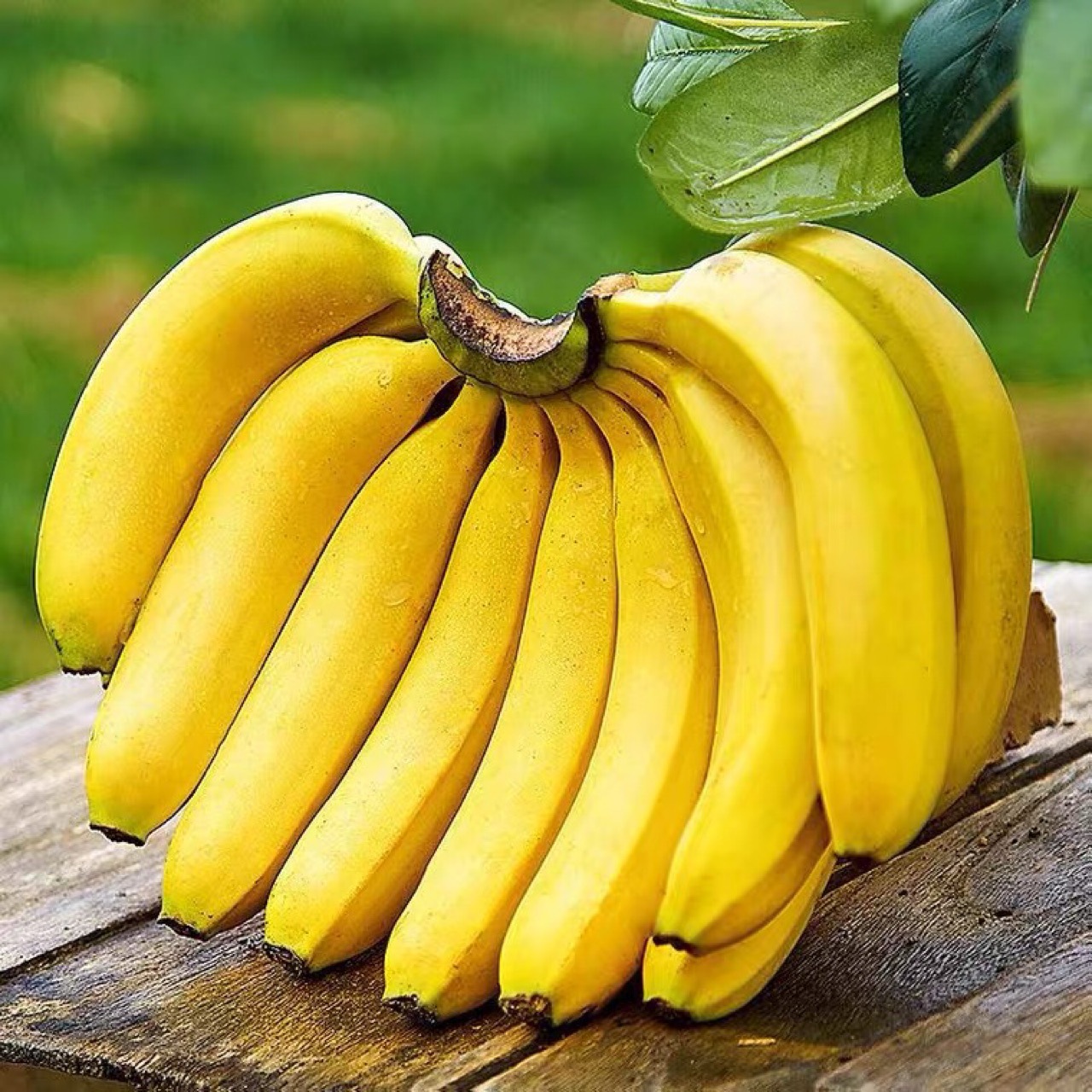 （青果发货）高山香蕉整箱云南新鲜banana当季水果