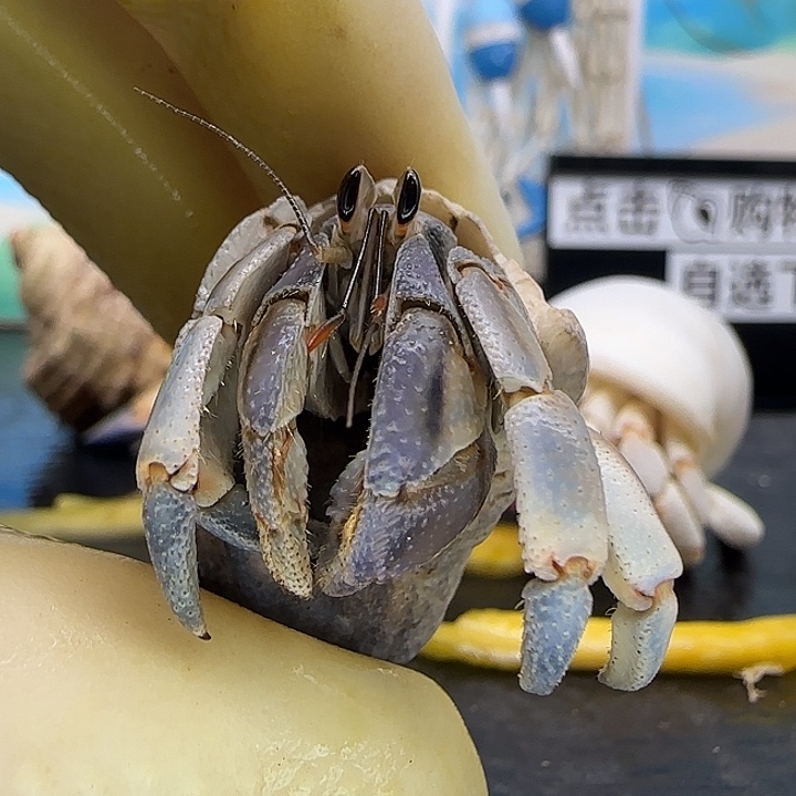 A35紫陆豆1.3cm口径