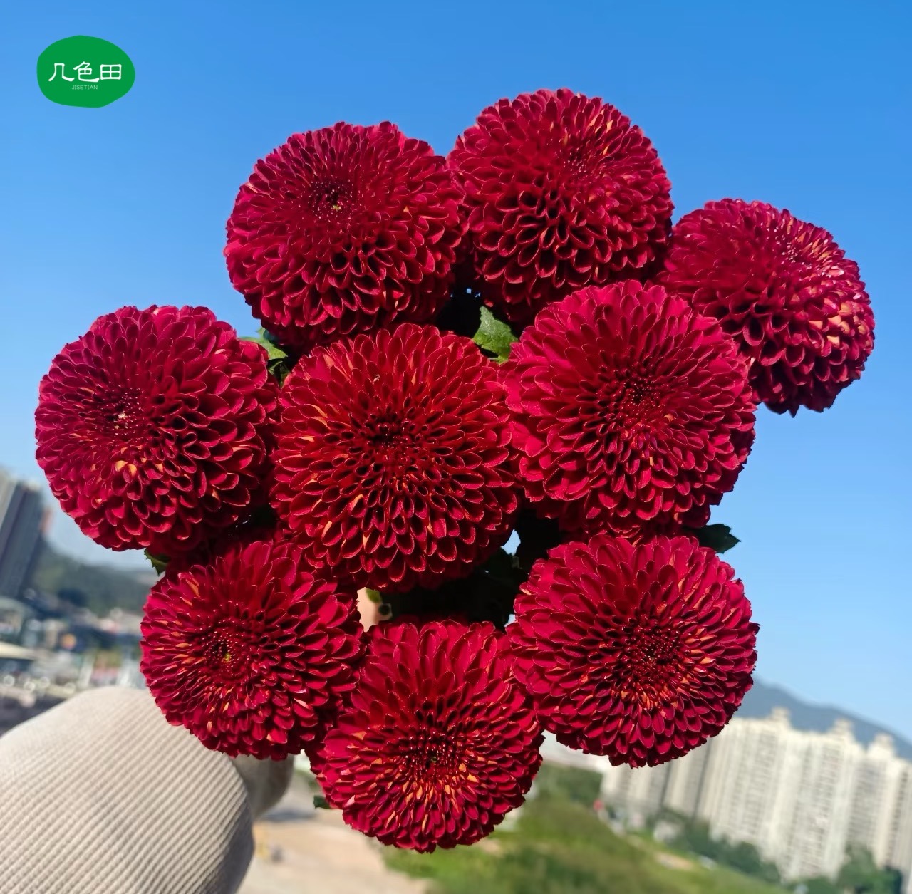 复古乒乓菊----云南直发鲜花云南花插花鲜花 