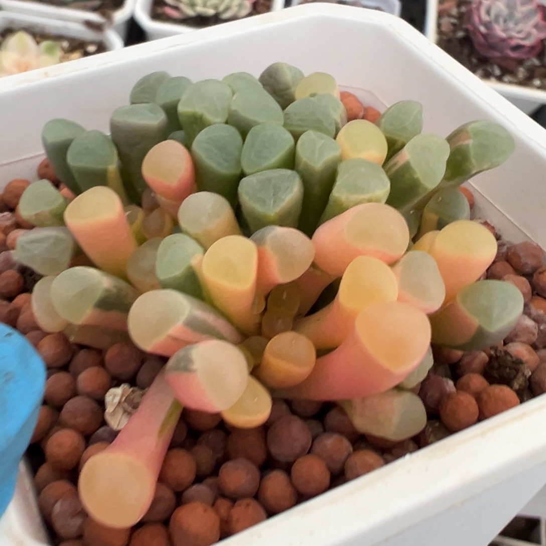 五十铃玉锦，多肉植物