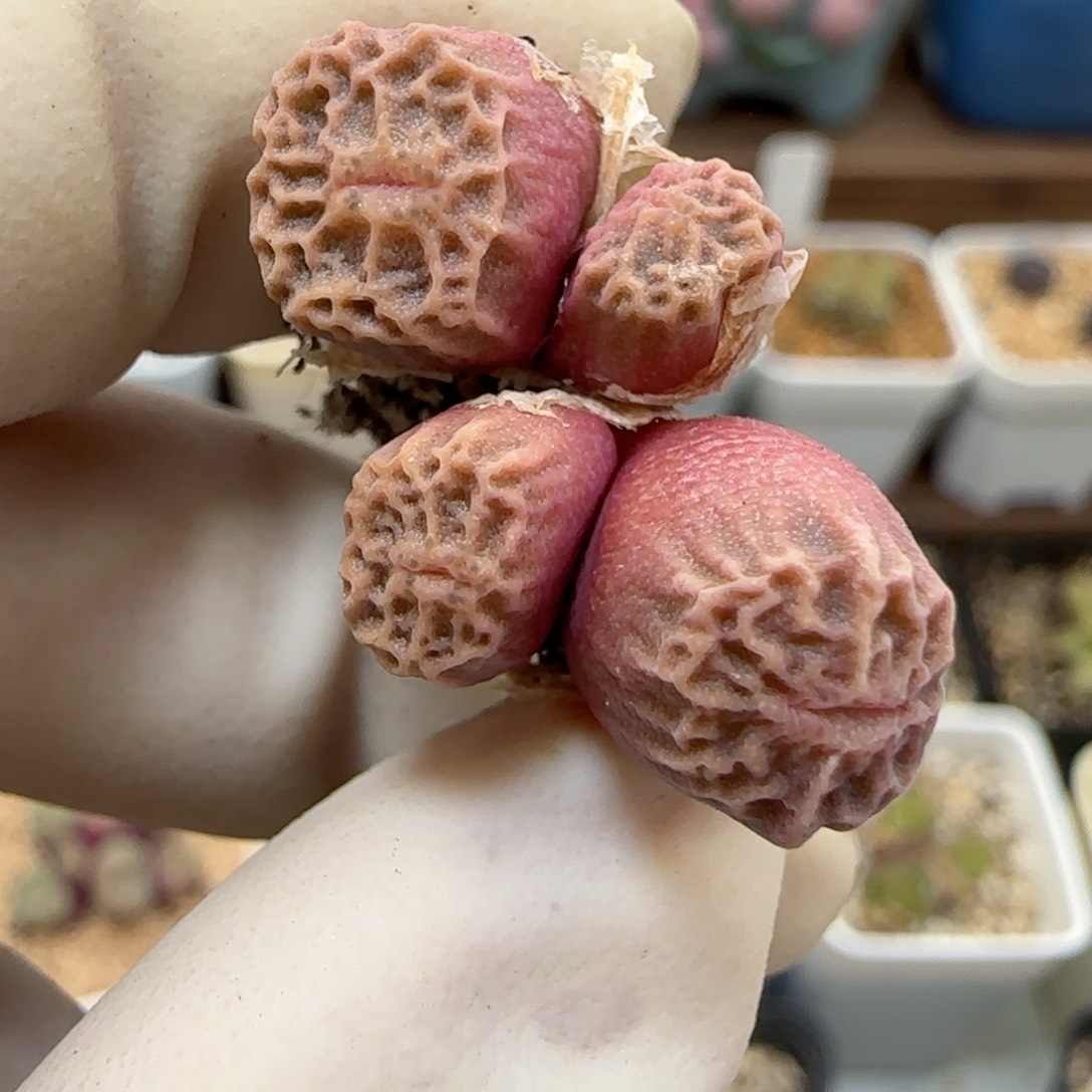 808超级烧麦优选