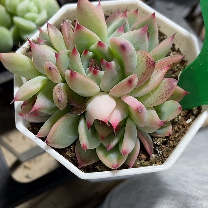 多肉植物吉娃娃锦815