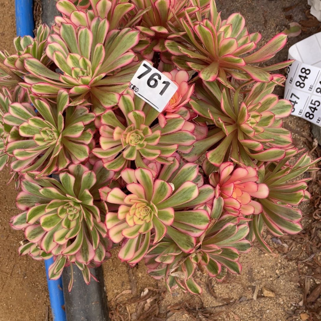 爱***巍761白月光多肉植物保护