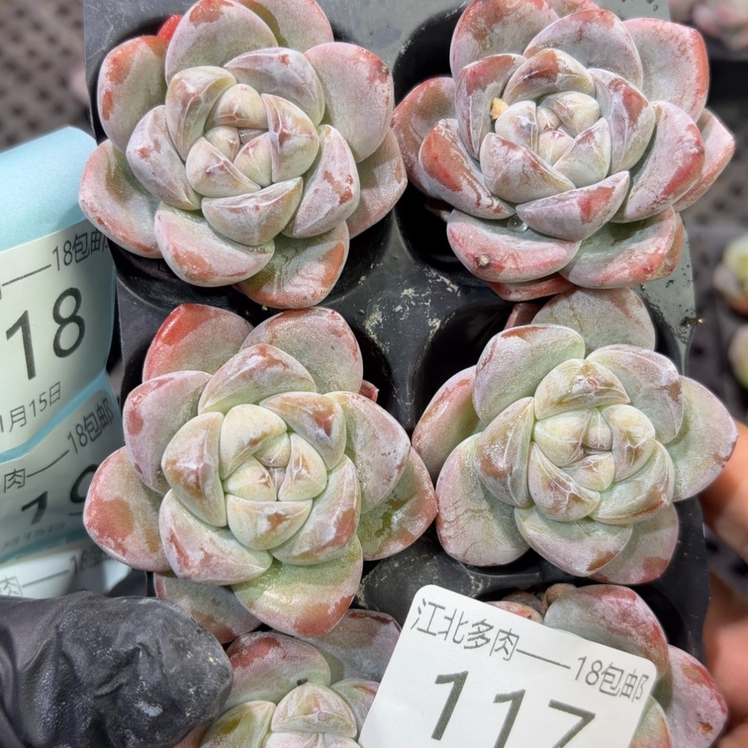 用***0117 号到手1框江北多肉