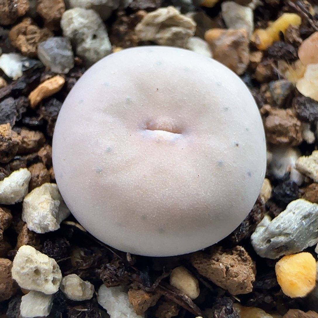 433v嘴多肉植物一颗