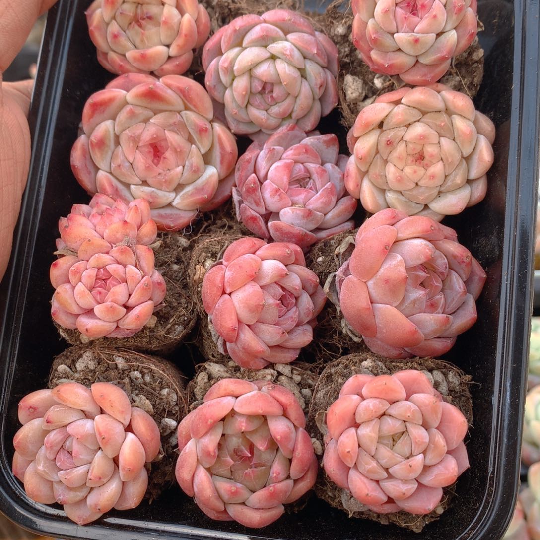 精控糖心组合一物一拍