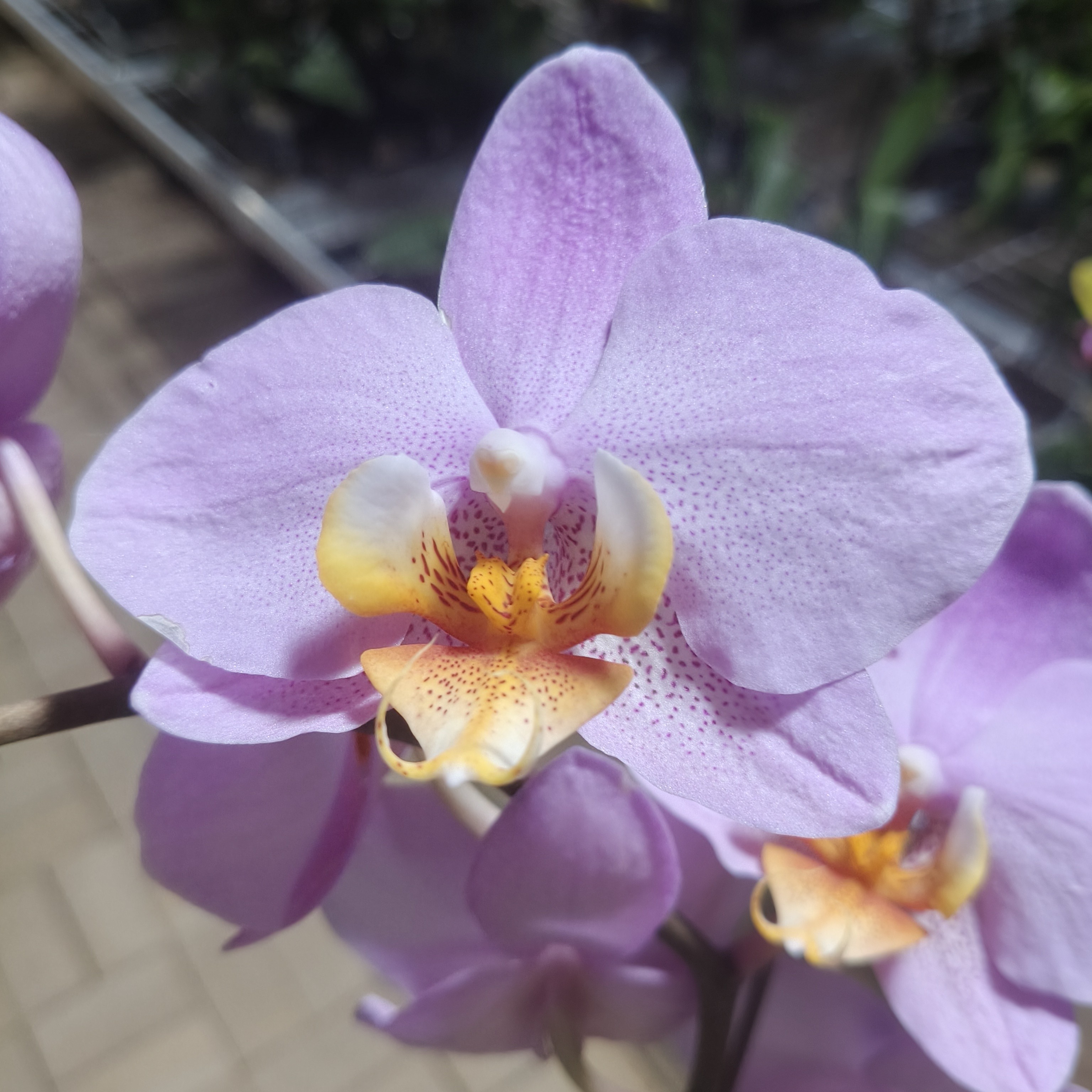 福喜【博蒙特】3.5硬杯椰壳  花瓣厚实 欧品中型花蝴蝶兰