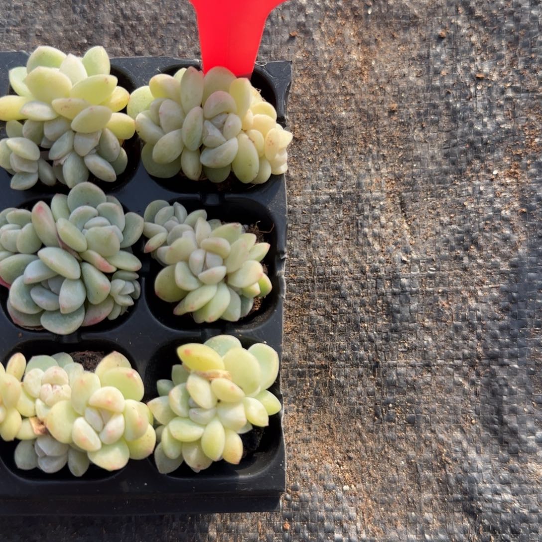 、***。116冰玉哈哈哈哈哈哈哈