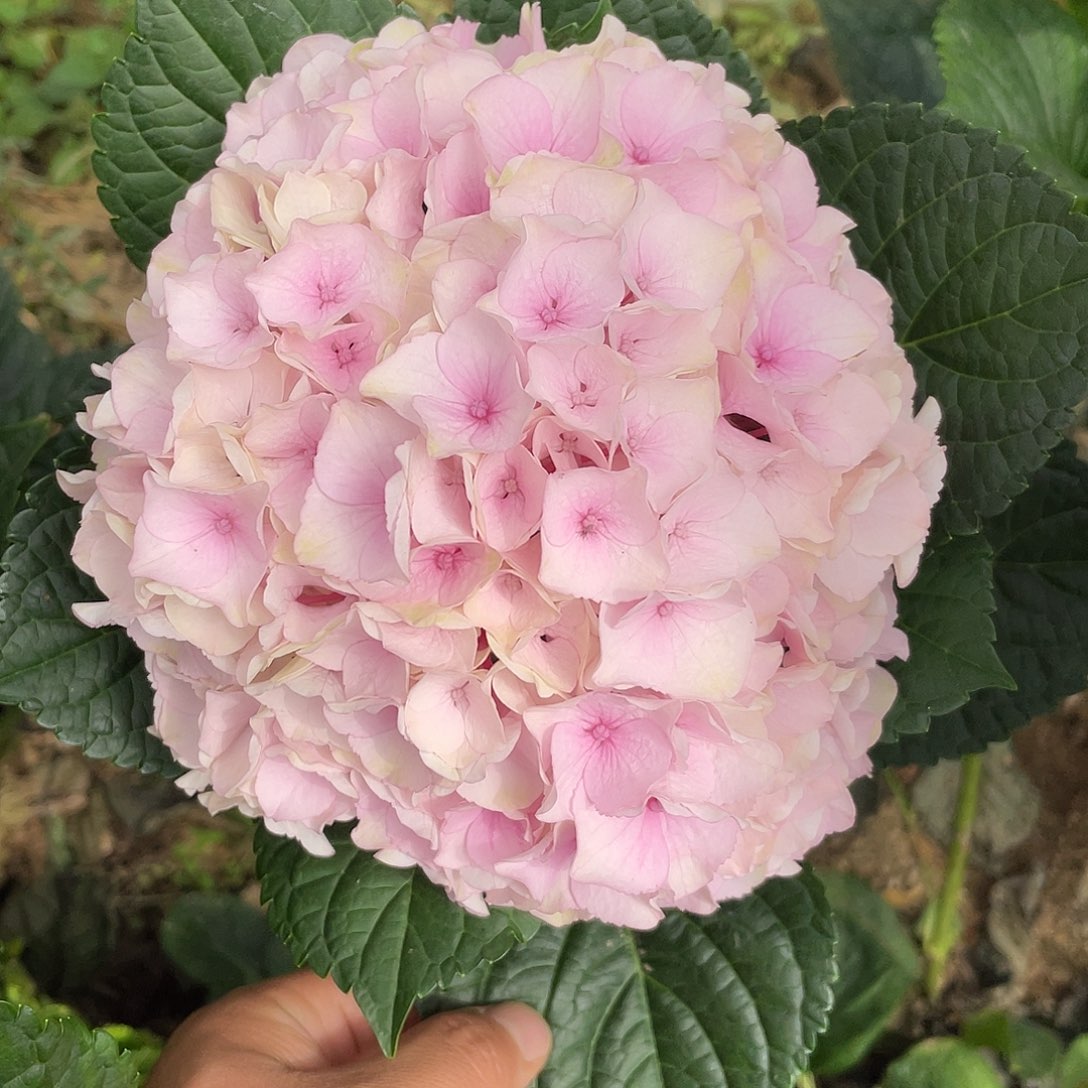 绣球切花一物一拍3枝起包邮，19