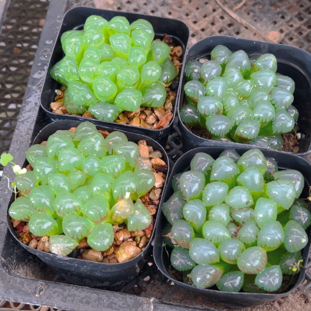 1潘氏冰灯玉露多肉一颗