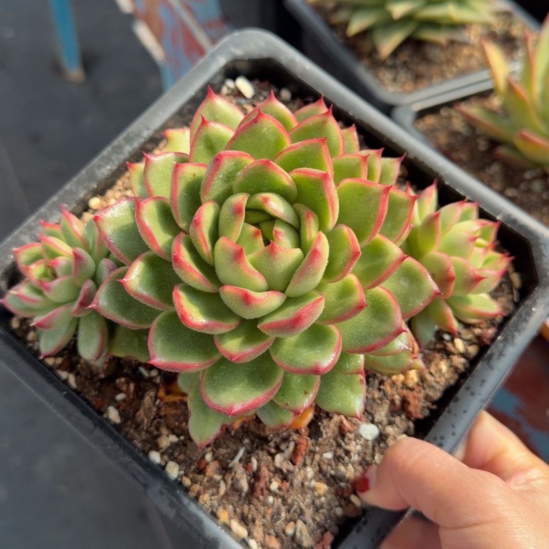 多肉植物一物一拍，13