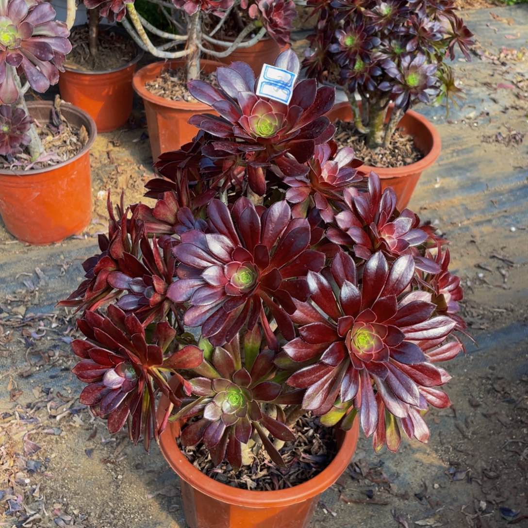 740鲜花老桩黑法师老桩