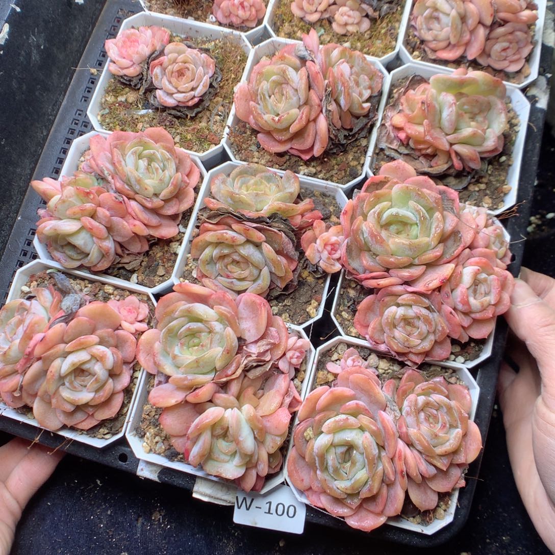 无花朵W100 yyyyyyy