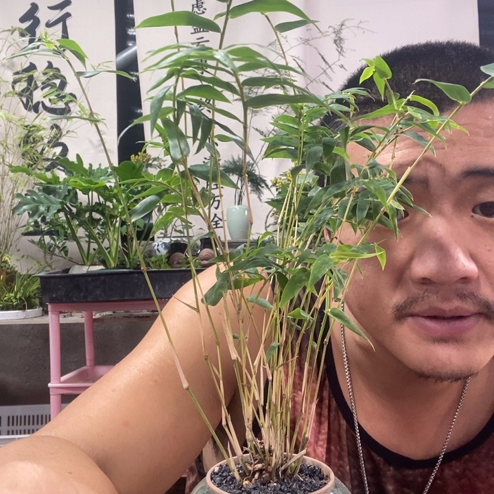 以实际为准盆栽盆景绿植83