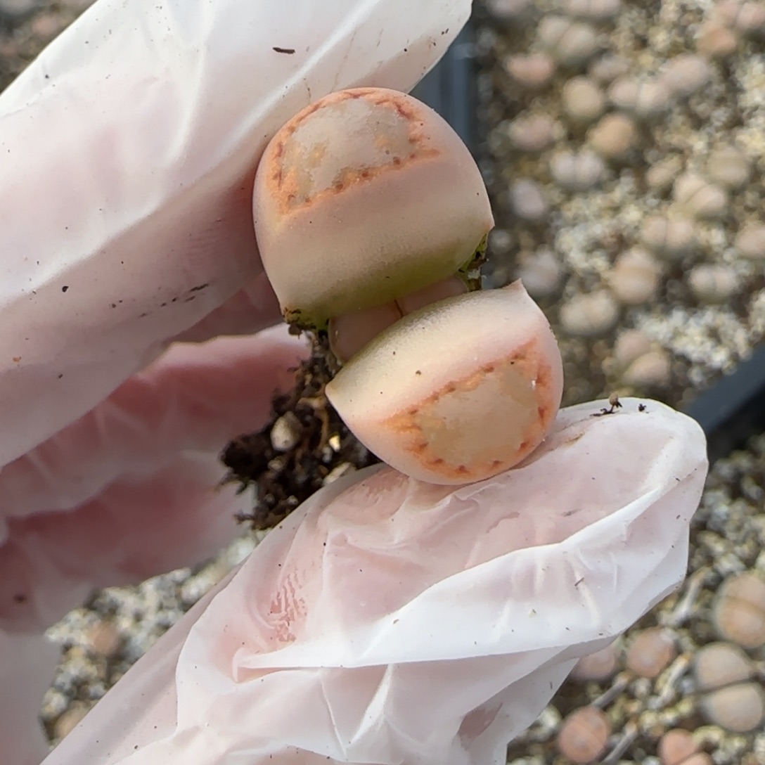 12.28.c216饼干.9008