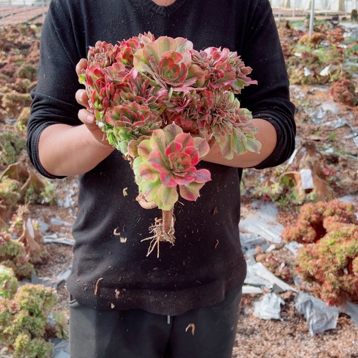 红袖醉话52号多肉法师