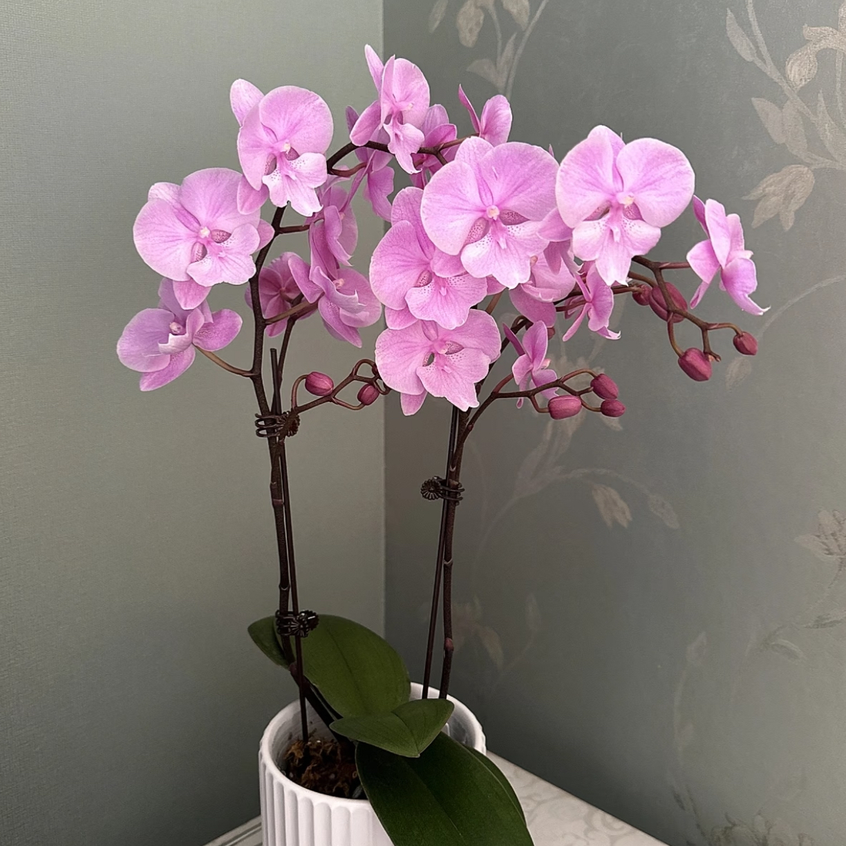 蝴蝶兰3.0寸杯禹城王子带花剑（清货无售后）