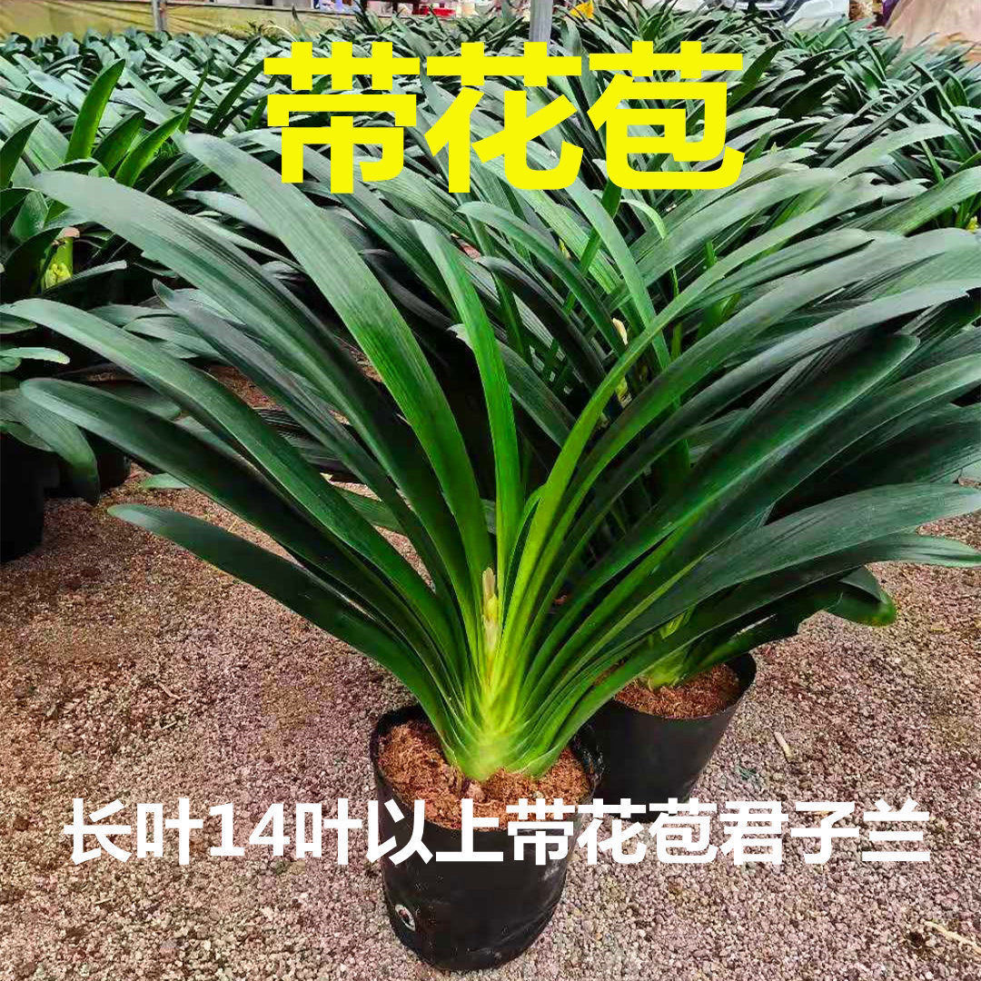 【宠粉】开花君子兰带花苞发货八年老苗室内高端懒人绿植绿化植物