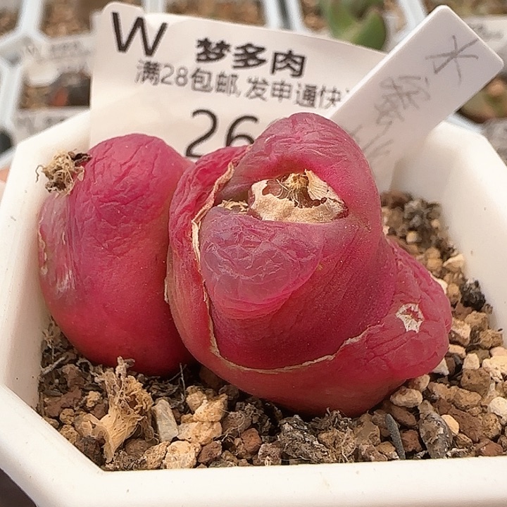 w260。     水蜜桃。    