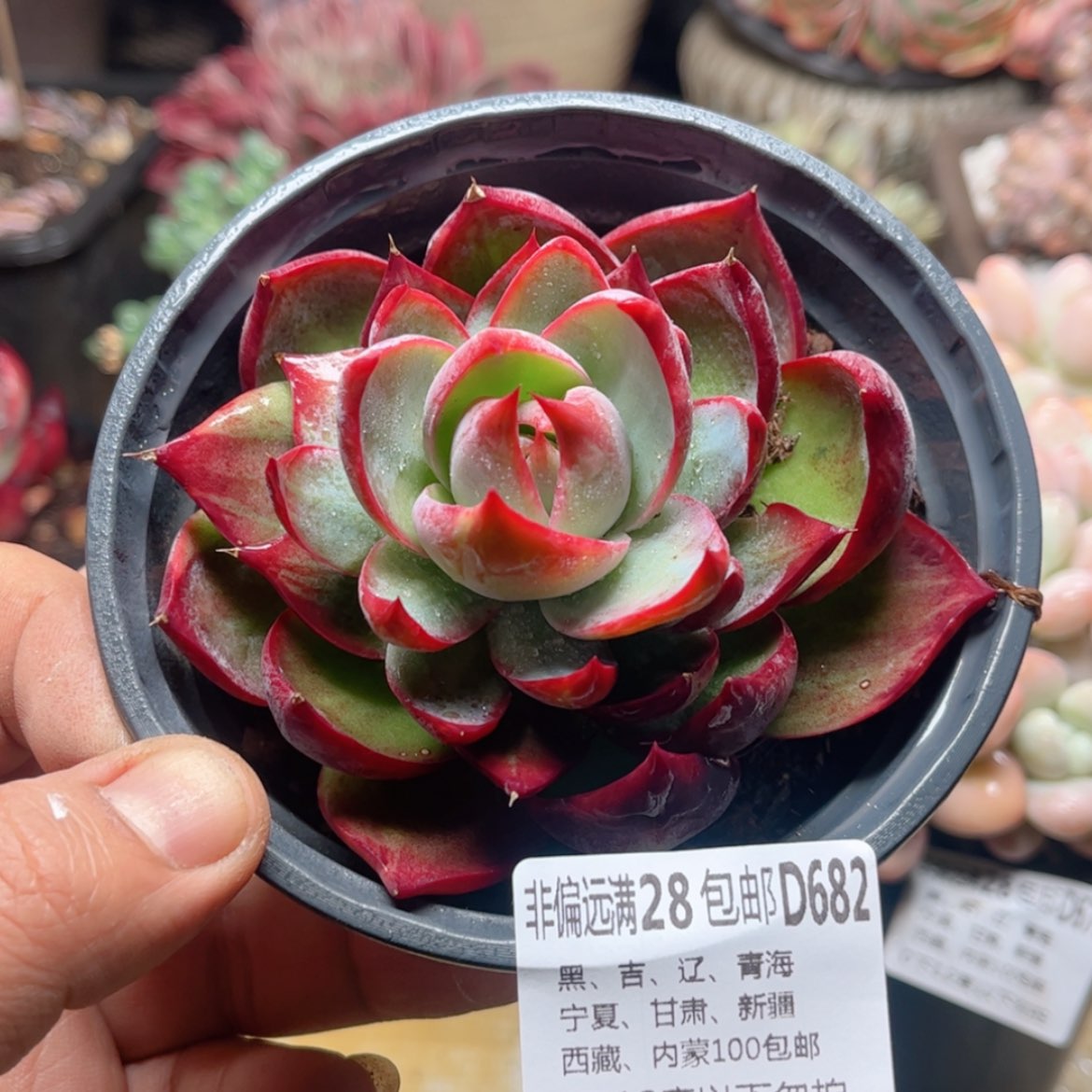 【闪购商品】682惊鸿