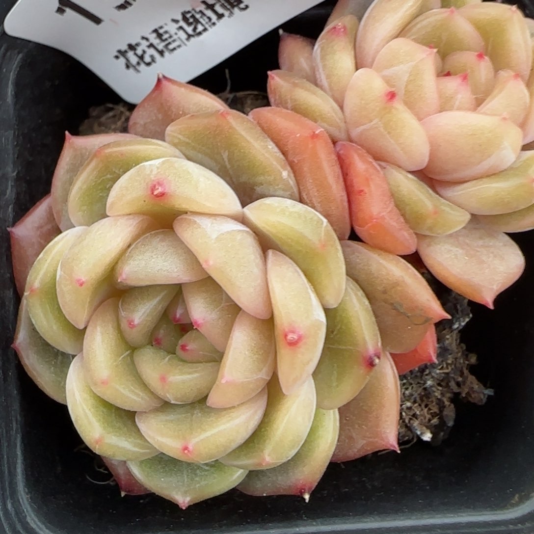 花语逸镜0203-135