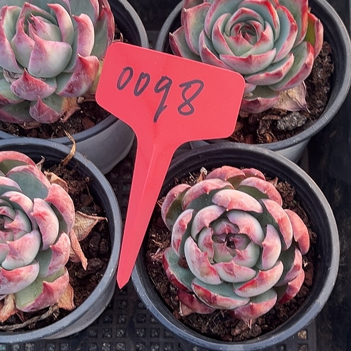 S***太      框拍     0098号