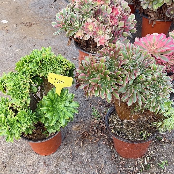 120坠化两颗法师多肉