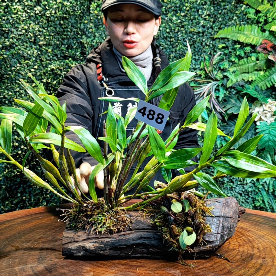 【闪购商品】488长苏，铜皮，红果石豆花花