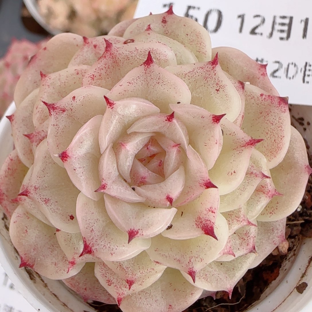 花语多肉1214-150