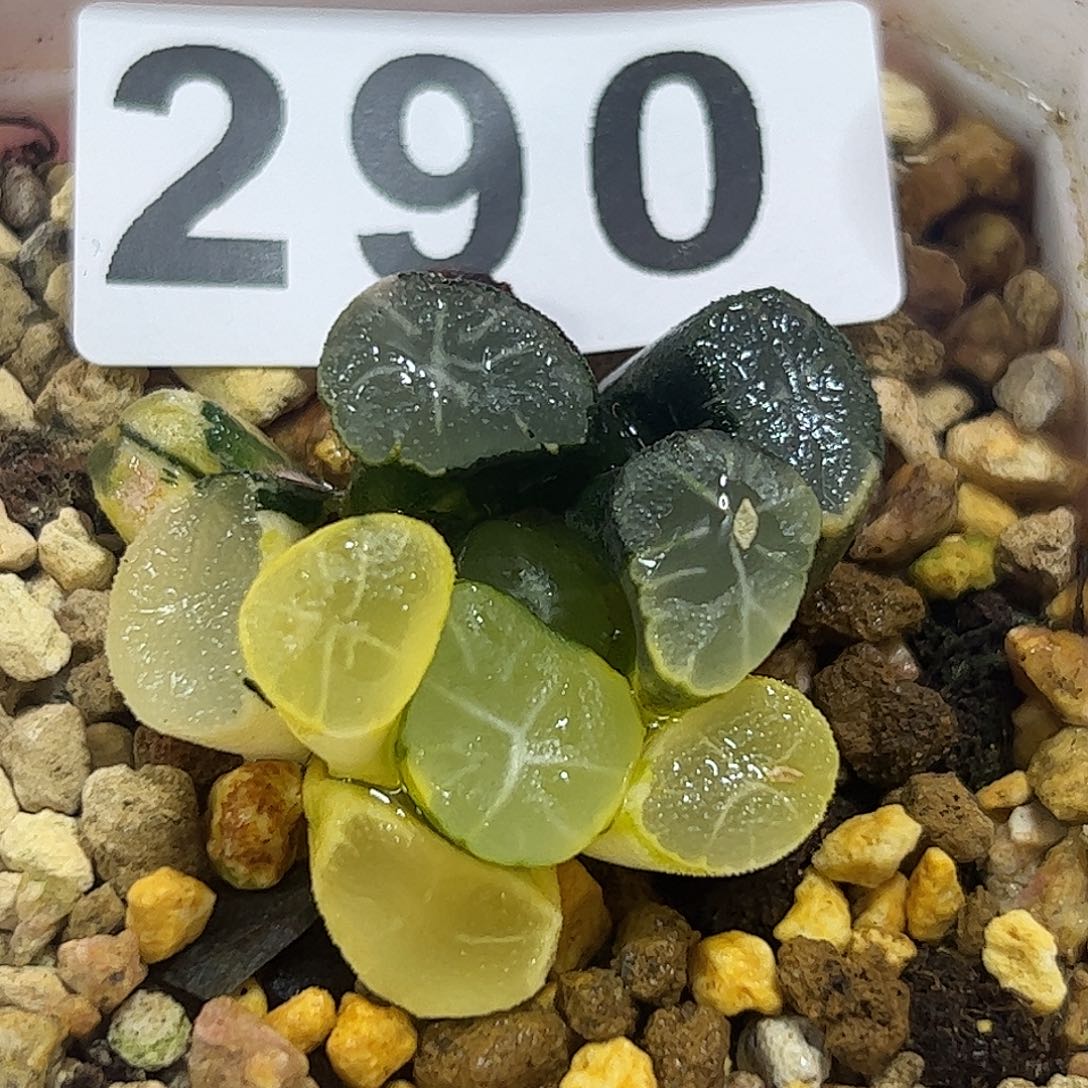桃源乡锦十二卷多肉植物