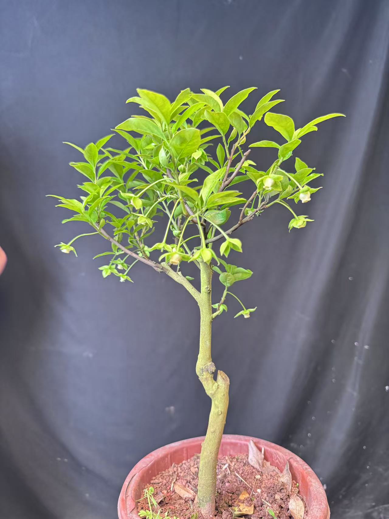 金弹子大型绿植组合