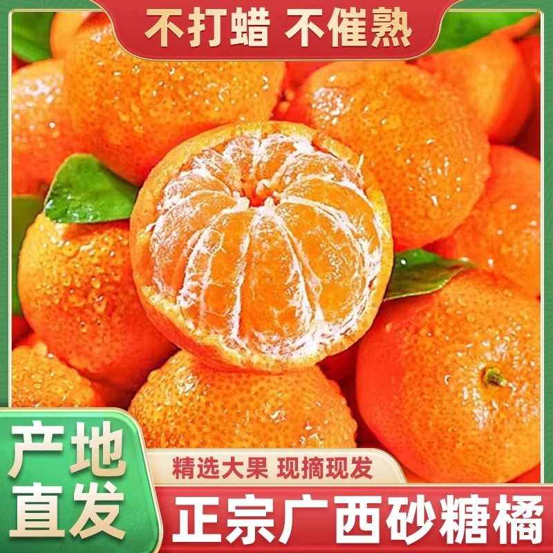 正宗广西砂糖橘沙糖桔当季新鲜水果现摘现发5斤精选清甜多汁