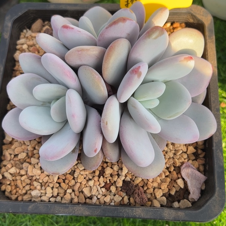 天***辉天辉辉拉拉奶一颗寄养