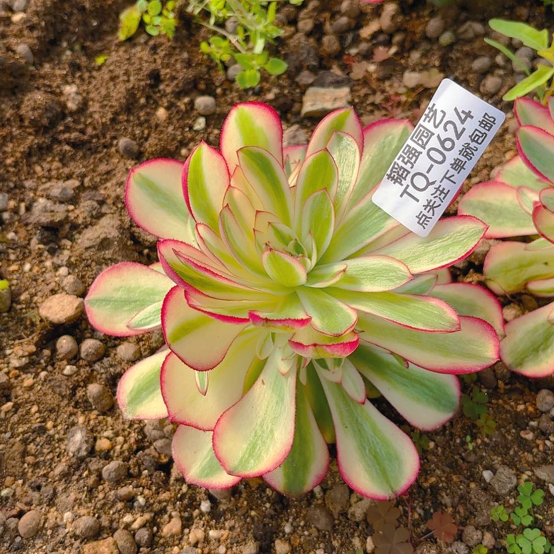 荔枝多肉植物六号624