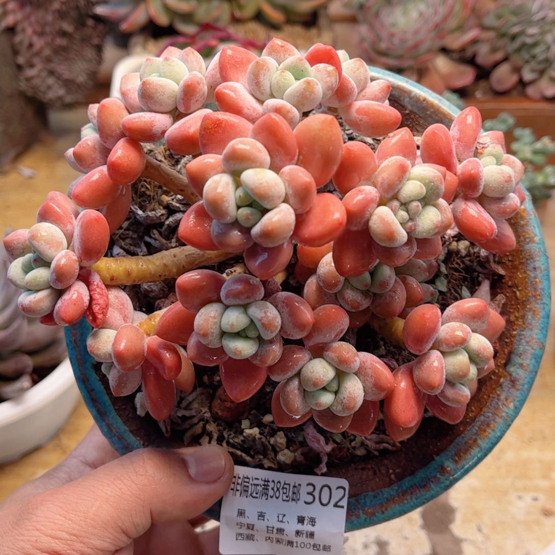 302洛神德华多肉