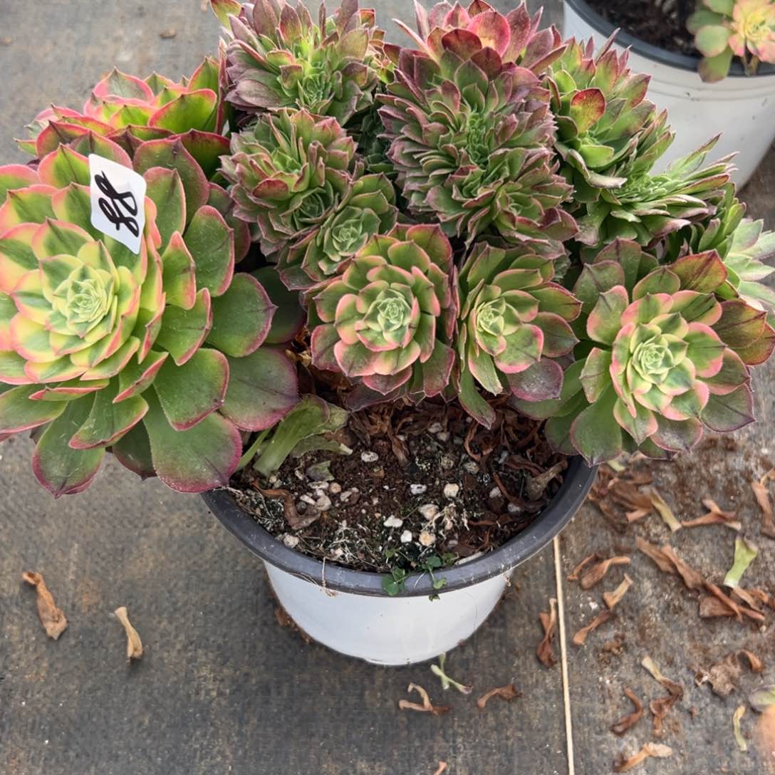 88海王缀多肉多肉多肉