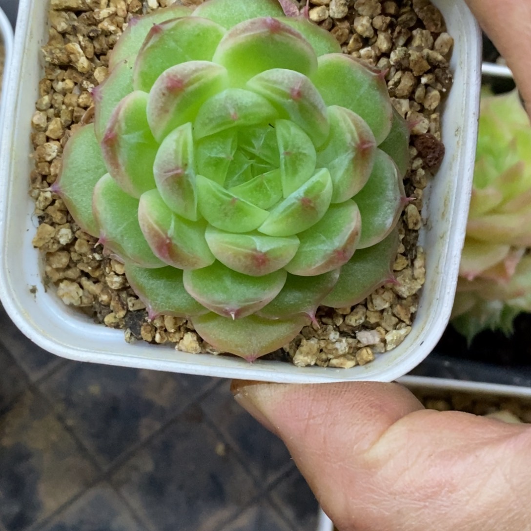 精品多肉一物一拍不包整380