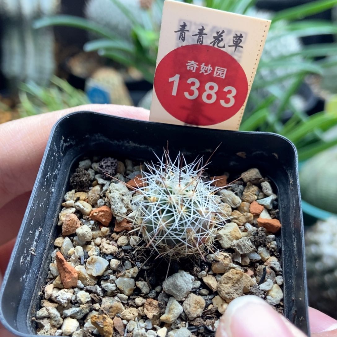 实生璇玉一颗仙人球