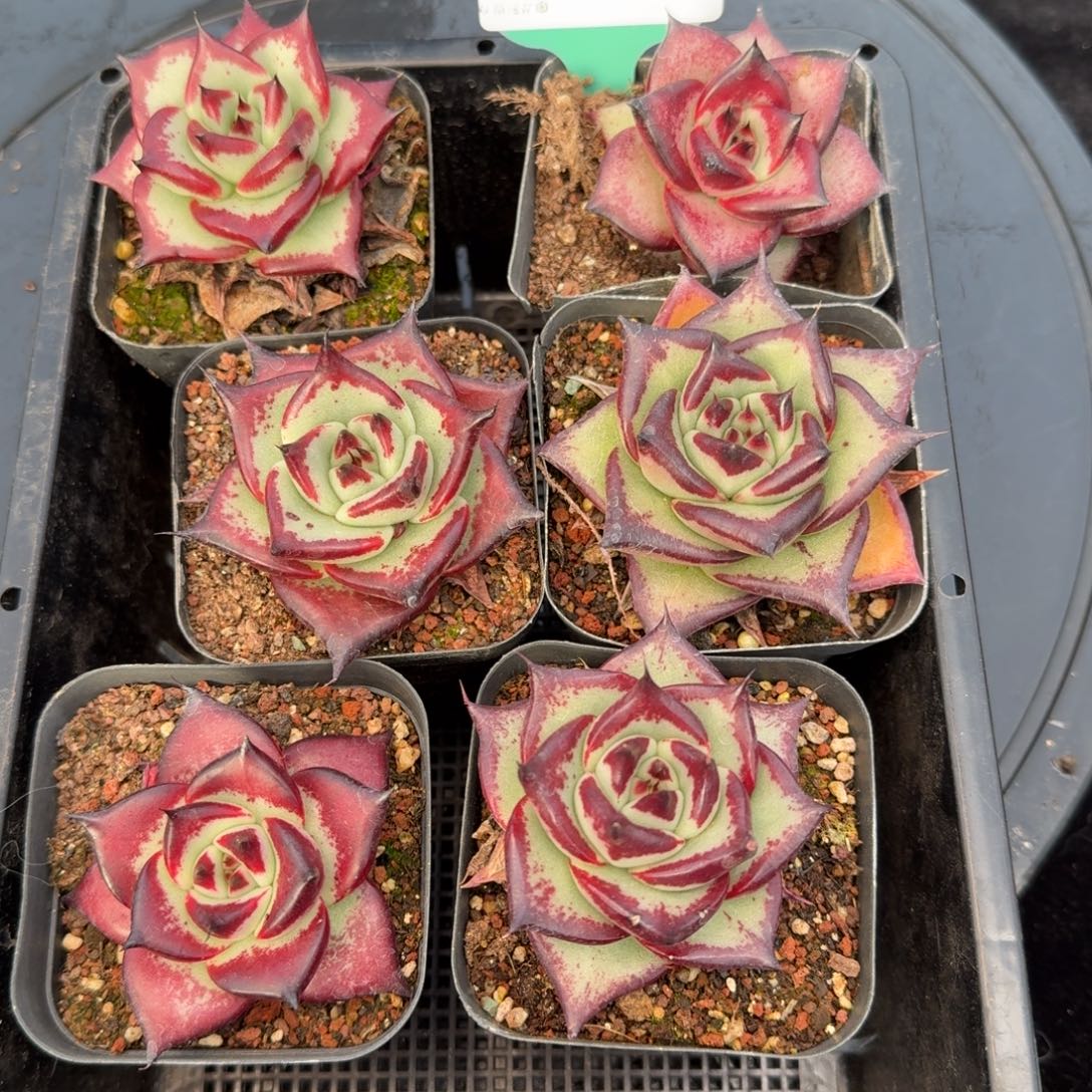 从前慢多肉精选编号1214.2