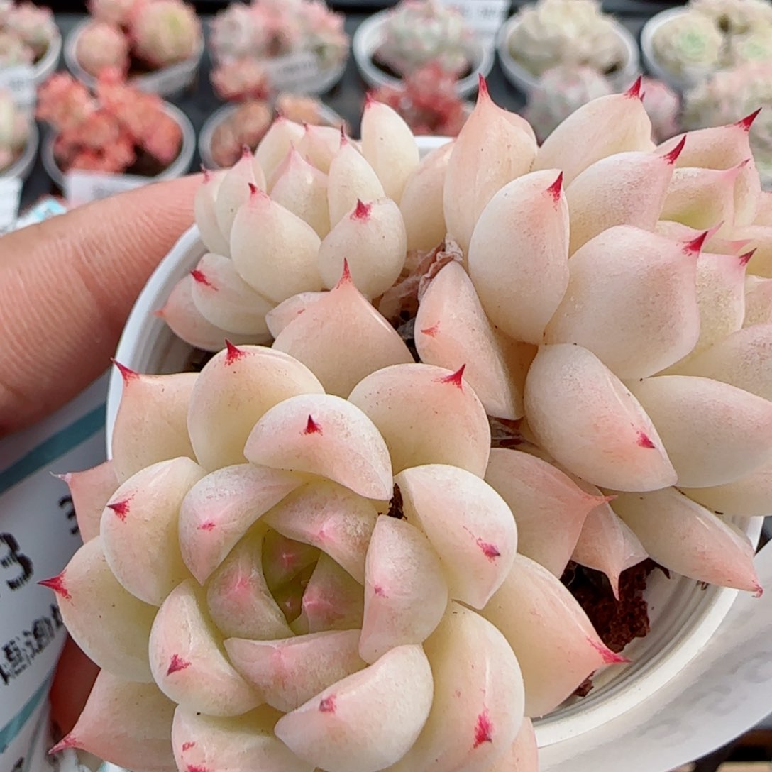 花语逸镜0326-359散