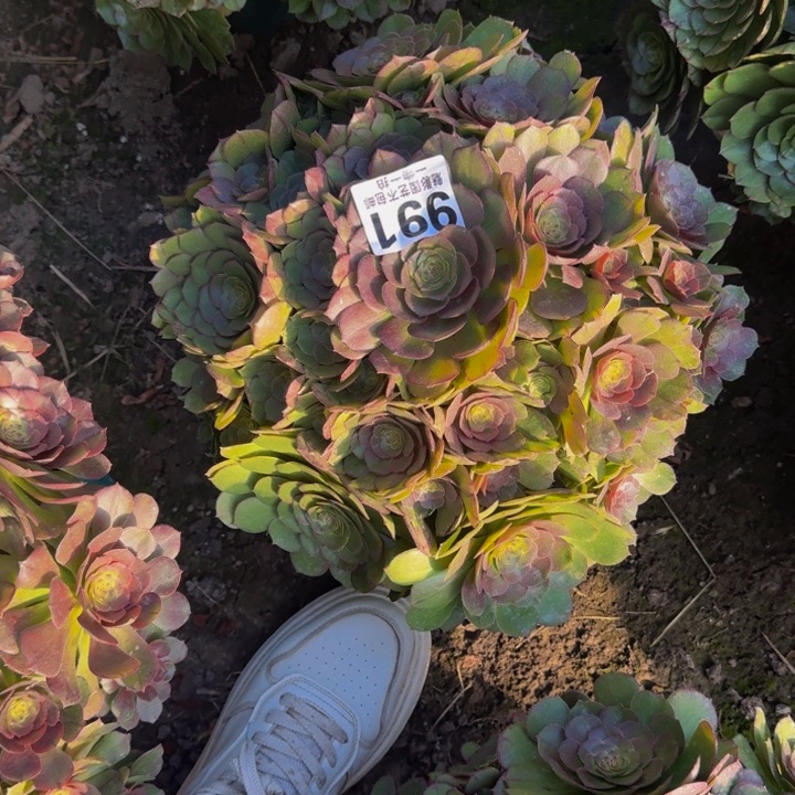 万圣节花27-42包邮花花