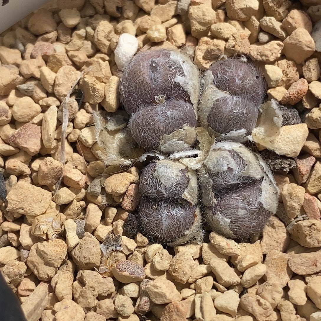 0923-4-毛球福利。  