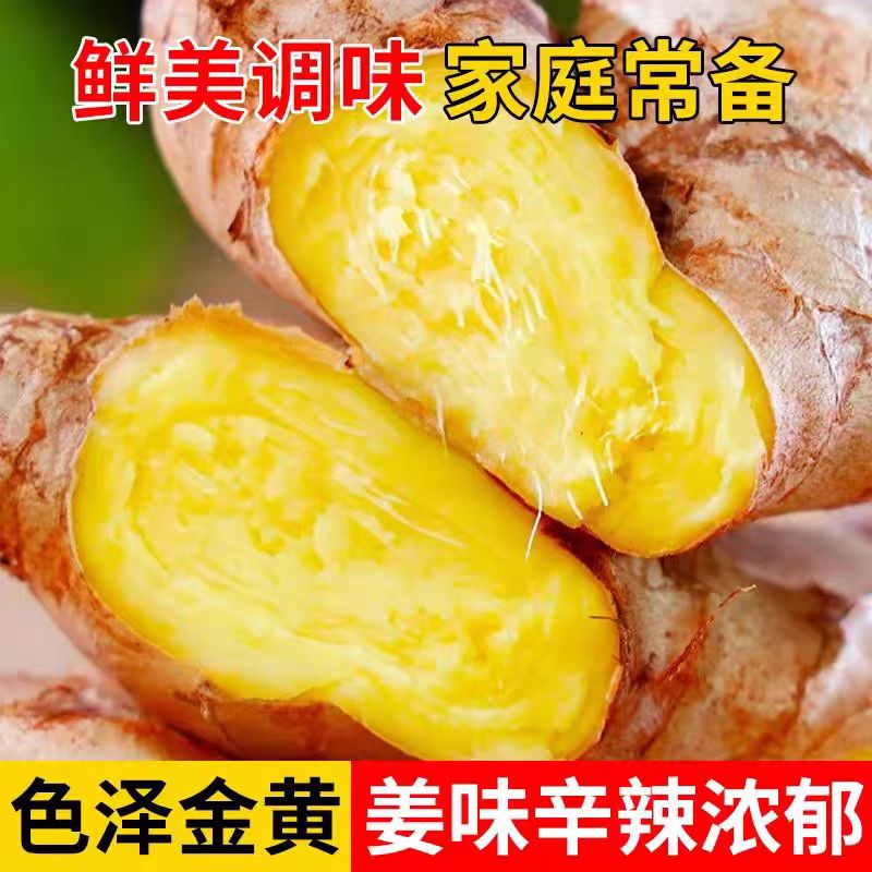 正宗云南罗山高山山地小黄姜新鲜现挖