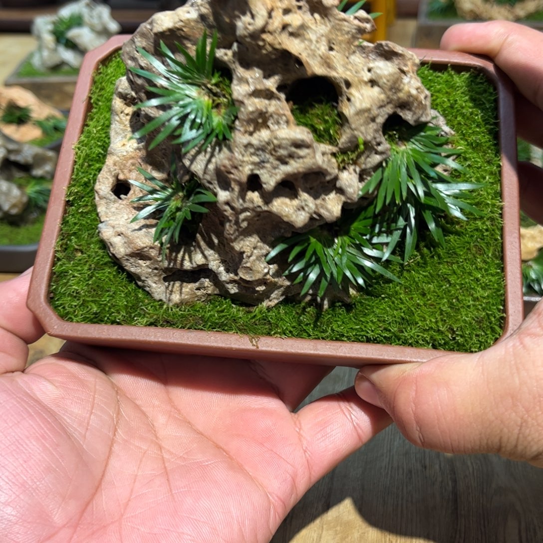 樂***藏紫砂花盆➕附石菖蒲