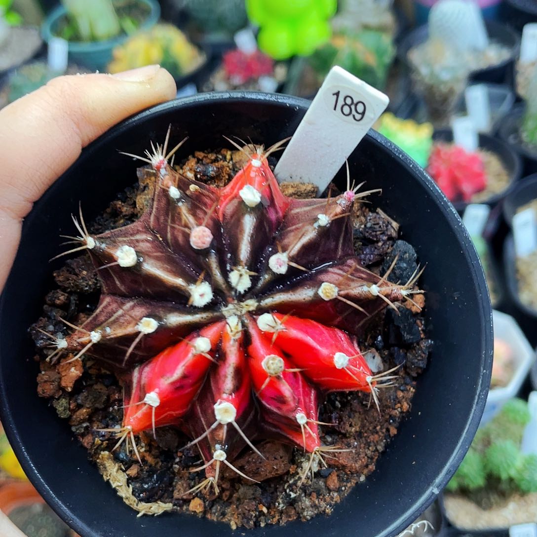 非偏远地区满25包邮仙人球