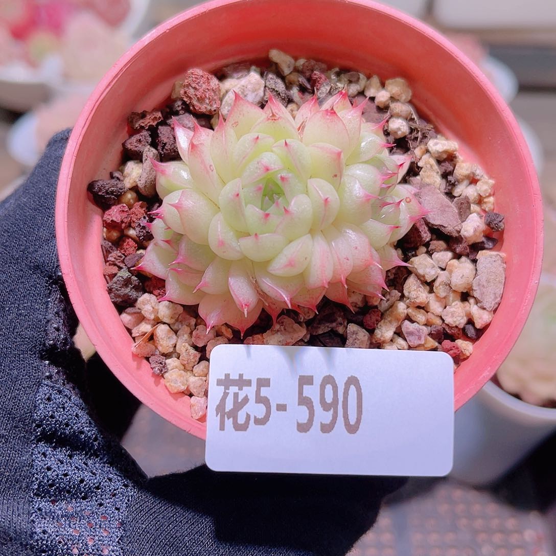 花利美5-590海王