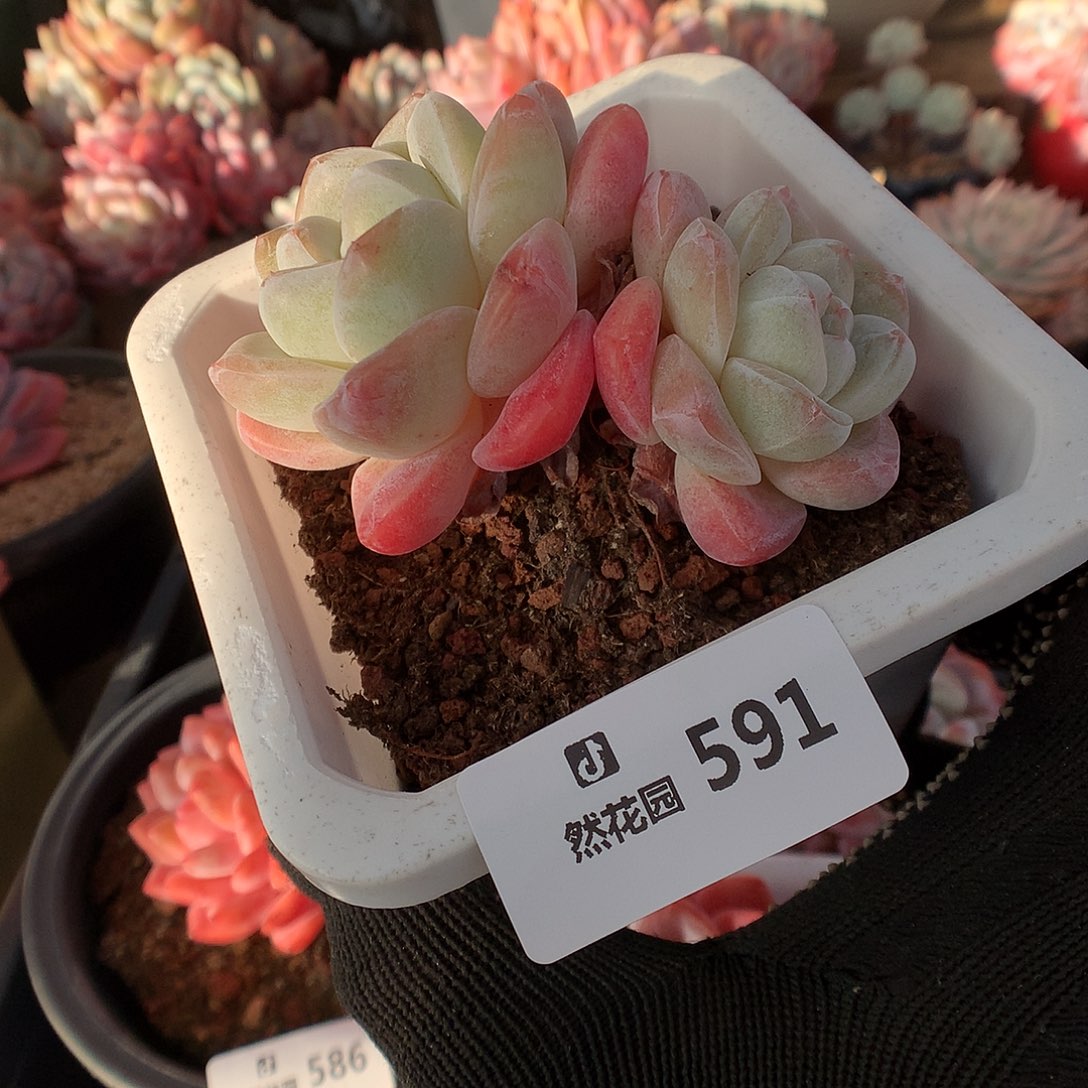 591冰玉多肉植物6666